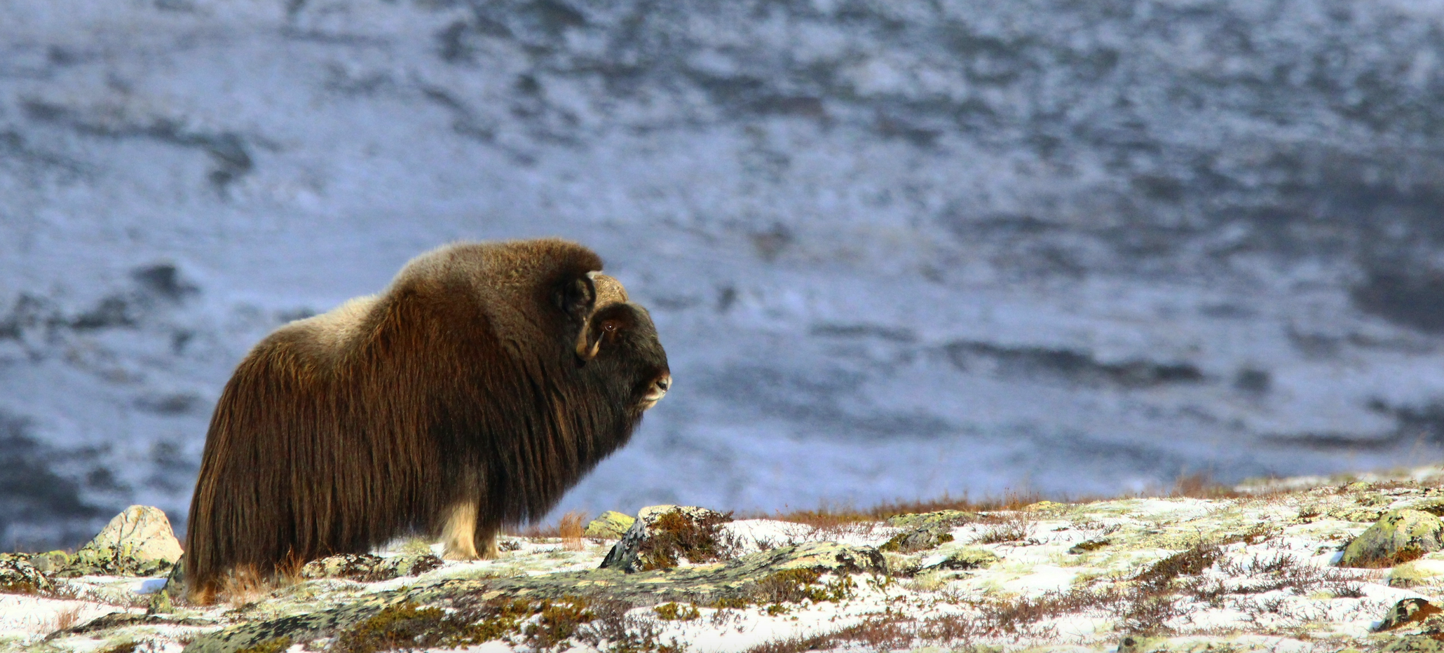 aulavik national park musk ox